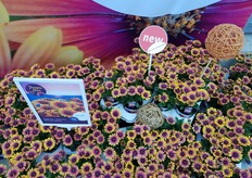 Purple Sun of Selecta one. 